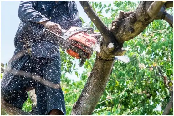 tree services Dyer